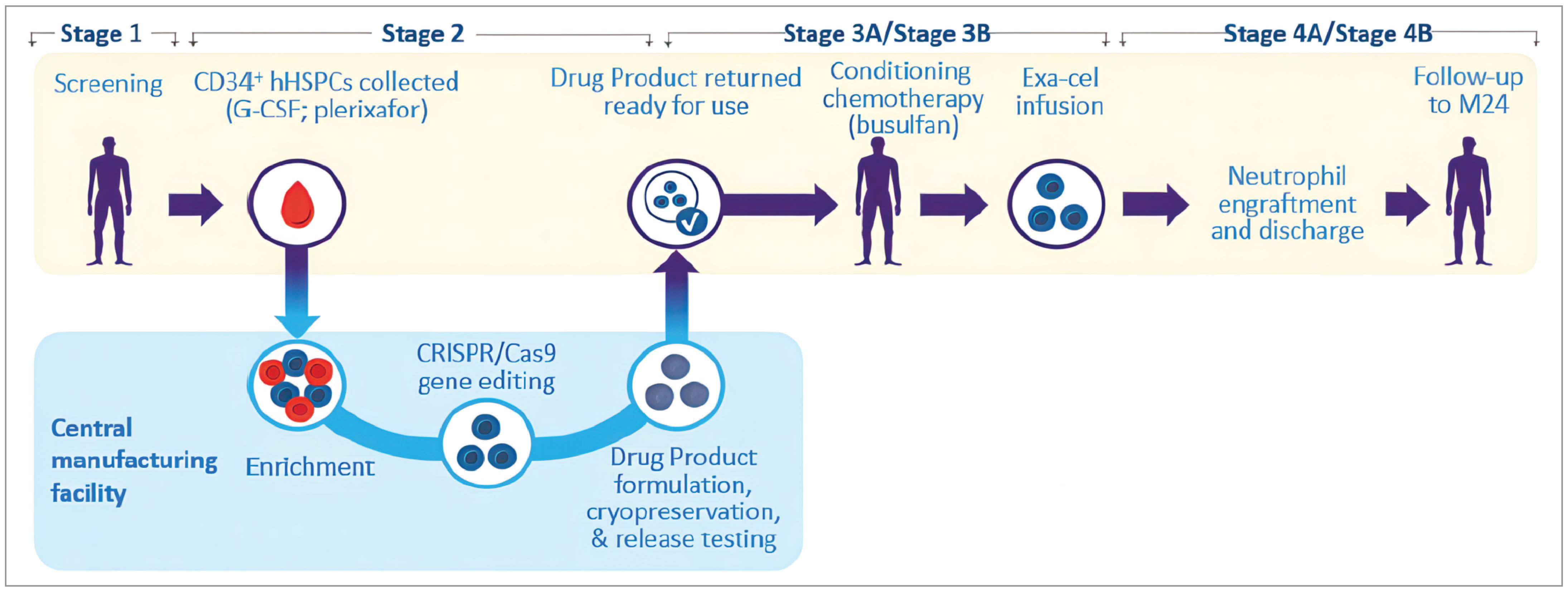 The image depicts the study design for CLIMB-111. Stage 1 consists of patient screening, then patients pass to stage 2, where CD34+ human hematopoietic stem and progenitor cells are collected and sent to the central manufacturing facility for enrichment, gene editing, and drug product formulation. When the drug product is returned and ready for use, patients move to stage 3A and stage 3B, which are conditioning chemotherapy with busulfan and exagamglogene autotemcel infusion. Stage 4A and 4B consist of neutrophil engraftment and follow-up to the month 24 visit.