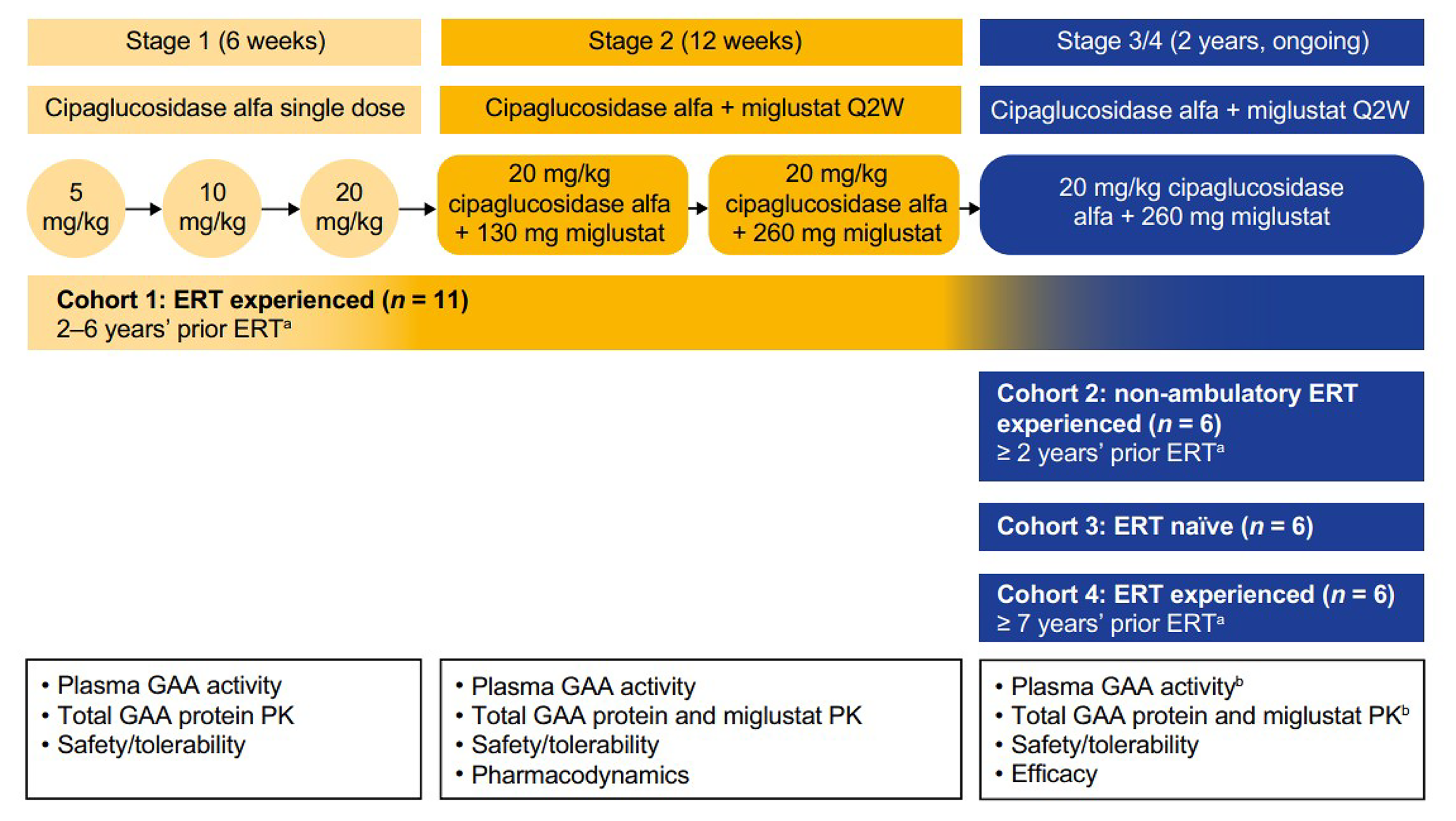 A schematic diagram depicting the study design of ATB200-02. Patients in cohort 1 received cipaglucosidase alfa as a single drug in ascending doses in stage 1. In stage 2, cohort 1 received cipaglucosidase alfa 20&nbsp;mg/kg plus miglustat 130&nbsp;mg or 260&nbsp;mg for 3&nbsp;consecutive doses until an appropriate regimen had been determined. In stage 3, the additional cohorts of patients who were nonambulatory (cohort 2), ERT naive (cohort 3), and ERT experienced (cohort 4) were enrolled. In stages 3 and 4, all cohorts received cipaglucosidase alfa 20&nbsp;mg/kg coadministered with miglustat 260&nbsp;mg.