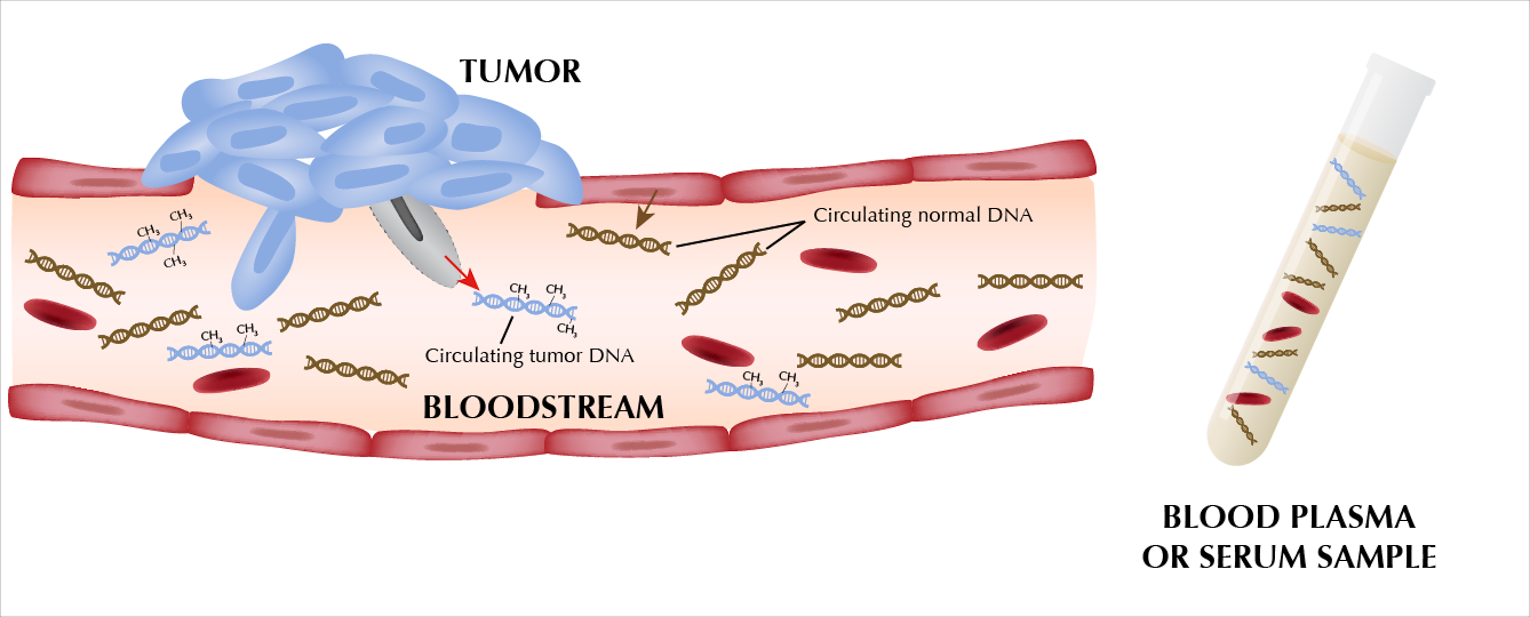 Alt text: One part of image depicts tumour cells releasing circulating tumour DNA into the bloodstream. These DNA fragments are shown to have a unique methylation pattern from circulating normal DNA and are intermixed with red blood cells. The second part of the image depicts a vial with either blood plasma or serum sample that can be used for cancer detection.